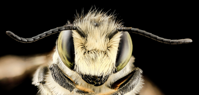 Illustration for article titled Close-Up Bee Portraits Are A Glimpse Into A Gorgeously Weird World